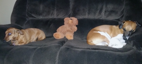 Leigh's dogs Bassie and Bertie on the couch with Bertie's toy